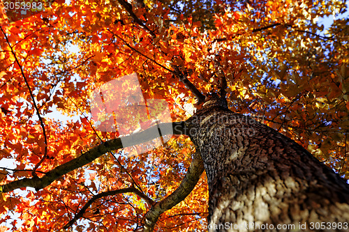 Image of tree in the Fall with the sun shining through 