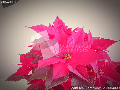 Image of Poinsettia Christmas star