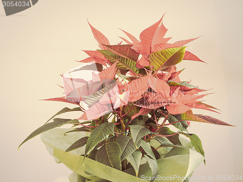 Image of Poinsettia Christmas star