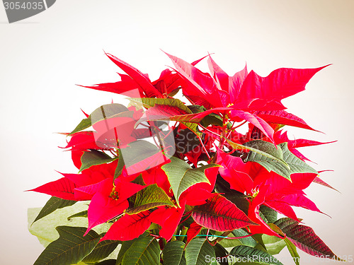 Image of Poinsettia Christmas star