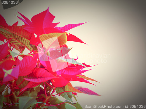 Image of Poinsettia Christmas star