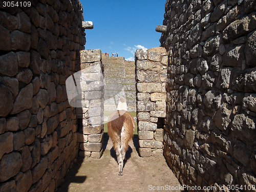 Image of Llama at Machu Picchu