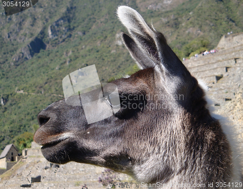 Image of Llama portrait at Machu Picchu