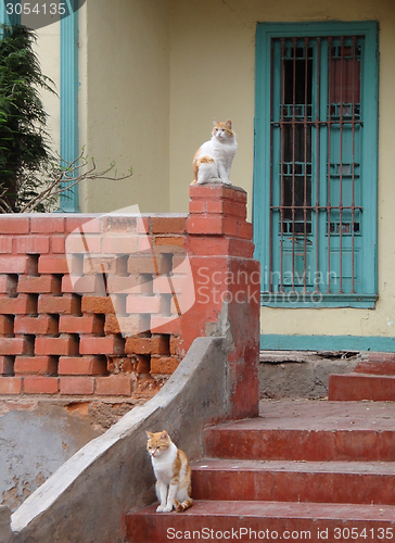 Image of cats in Lima