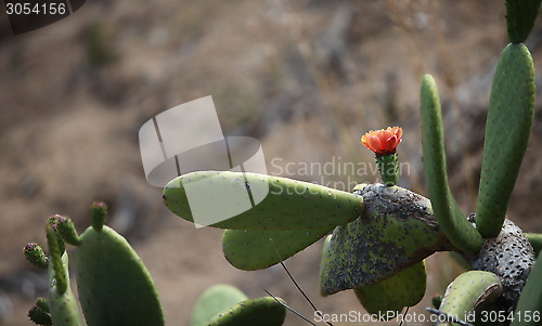 Image of Blooming cactus in nature