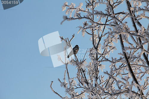 Image of lonely black bird on a snowy tree