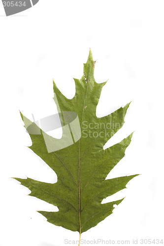 Image of autumn leaf