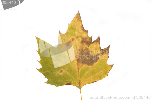 Image of autumn leaf