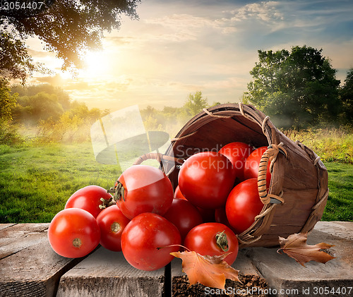 Image of Tomatoes and landscape