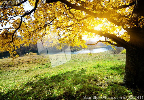 Image of Autumn oak