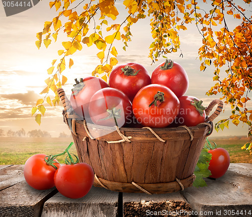 Image of Ripe tomatoes