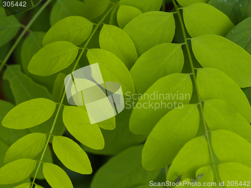 Image of green leafs