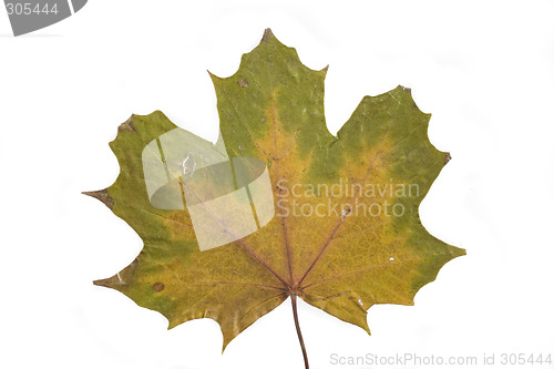 Image of autumn leaf