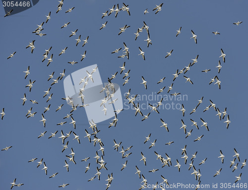Image of Flock of American White Pelicans 