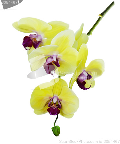 Image of Yellow Orchid