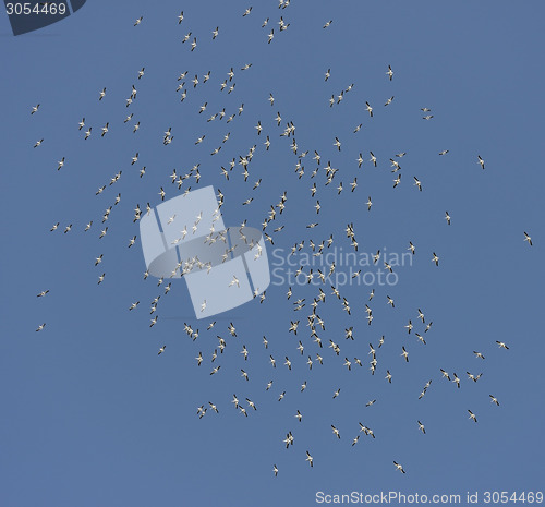 Image of Flock of American White Pelicans