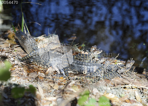 Image of Alligators