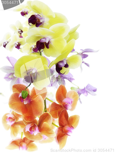 Image of Orchid Flowers