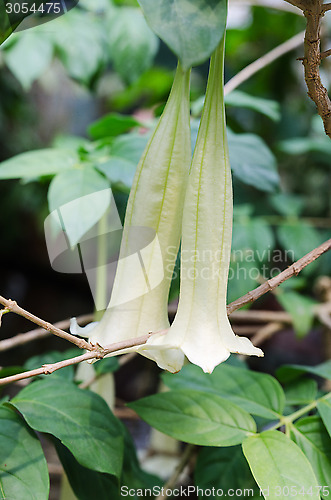 Image of Cubanola domingensis