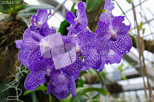 Image of Vanda Coerulea