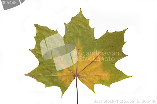 Image of autumn leaf