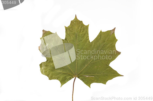 Image of autumn leaf