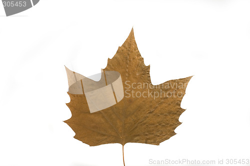 Image of autumn leaf