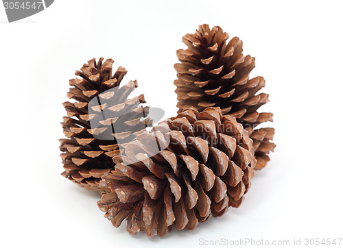 Image of pine cones