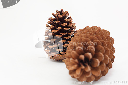 Image of pine cones