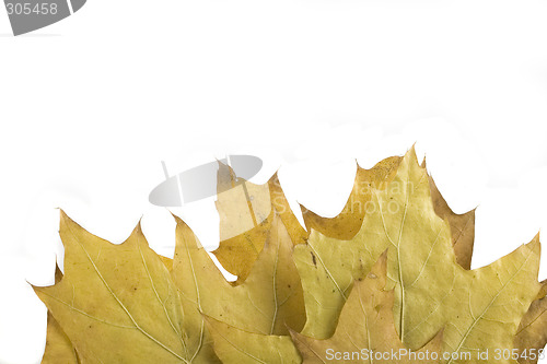 Image of autumn leaf