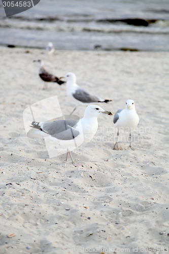 Image of gulls