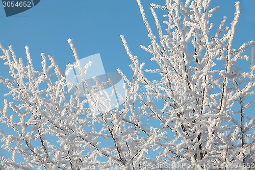 Image of  Hoarfrost on branches of a tree