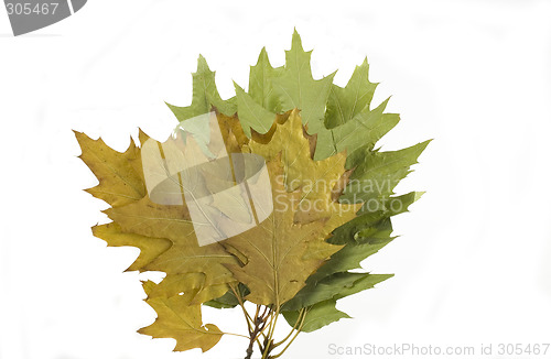 Image of autumn leaf