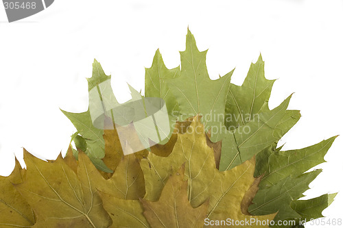 Image of autumn leaf