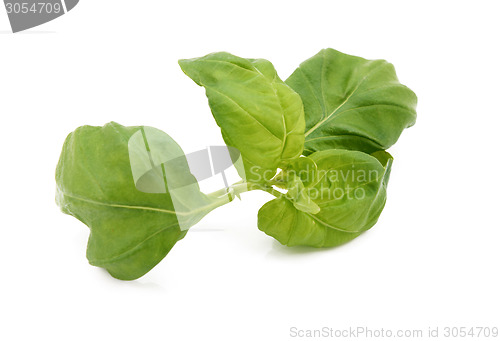 Image of Stem of fresh basil leaves