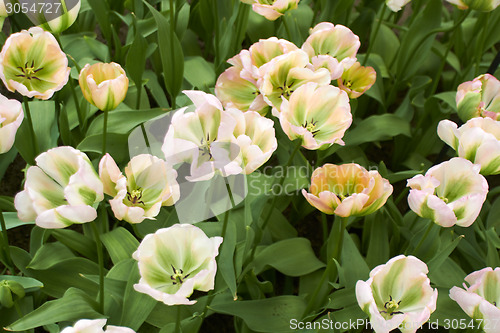 Image of white Tulips Flower