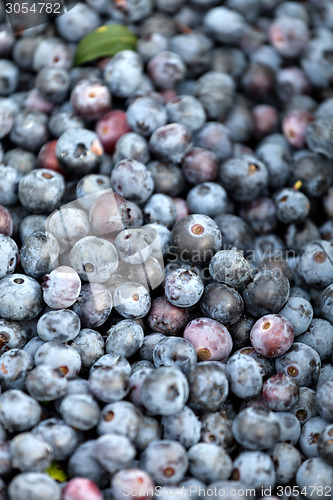 Image of Blueberries Closeup