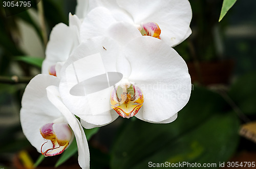 Image of  White orchid