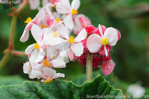 Image of Begonia metallica