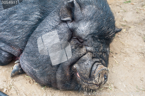 Image of black pig