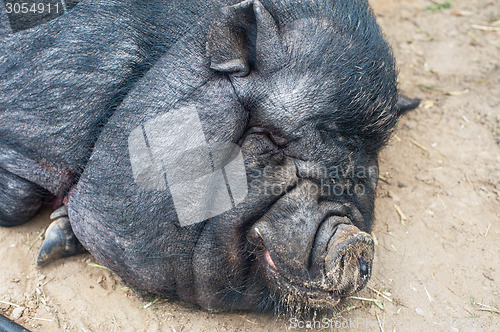 Image of black pig