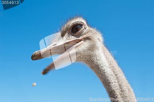 Image of ostrich