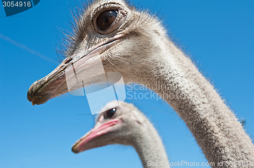 Image of ostrich