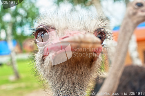 Image of ostrich