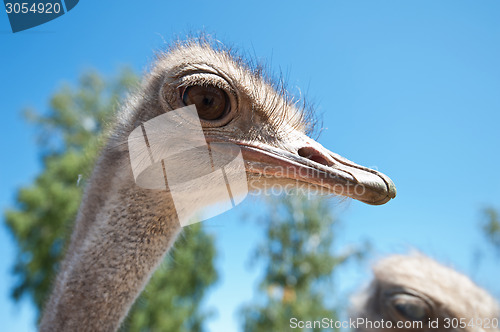 Image of ostrich