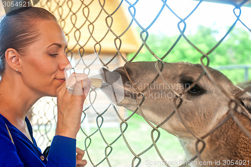 Image of feeding lama