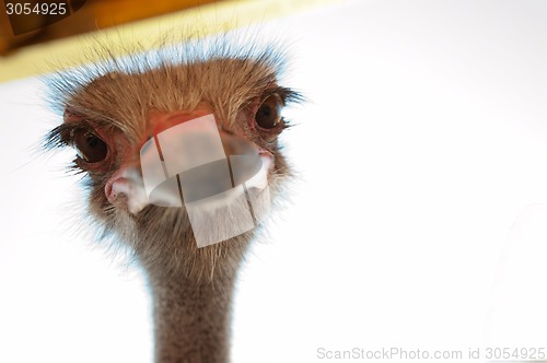 Image of ostrich
