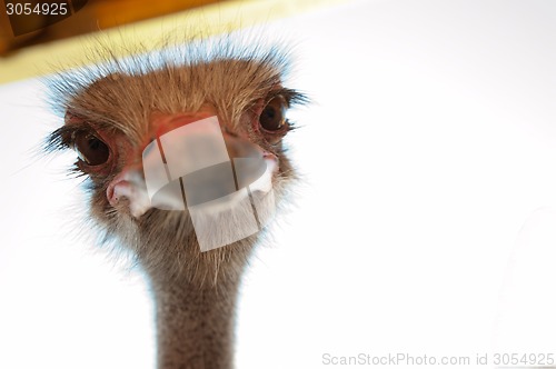 Image of ostrich