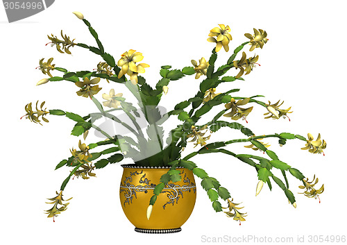 Image of Christmas Cactus