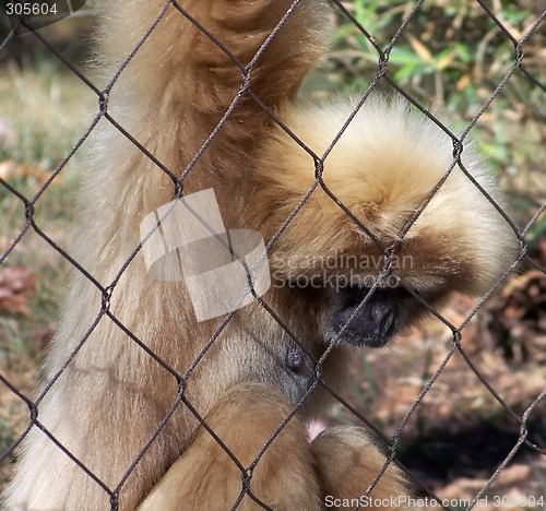 Image of Female Gibbon